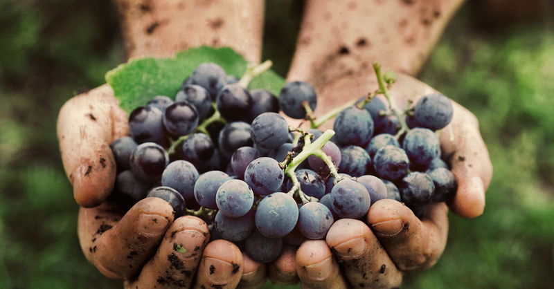 Grapes Wine Vineyard