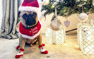 2018 11 23 Albert The Puggle