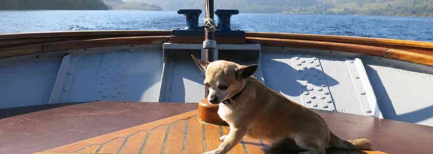 A Cute Dog Sits On Prow Of Boat Ullswater Lake Cumbria Travel