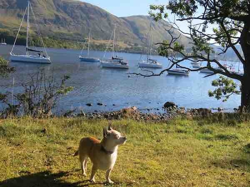 Dog On The Shore Of Ullswater Lake Cumbria