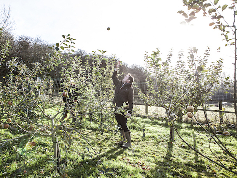 Chef Tommy Banks Picks Fruit From A Tree On The Farm That Serves His Restaurant The Black Swan At Oldstead