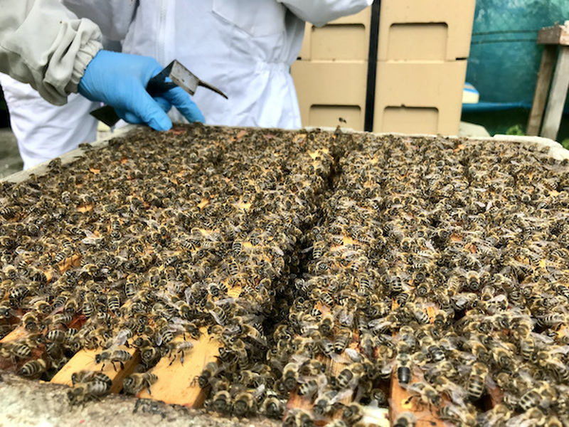 Beeshack Bootle Allotments Beekeepers Beekeeping Experience Liverpool Honey Bees Bee Swarm