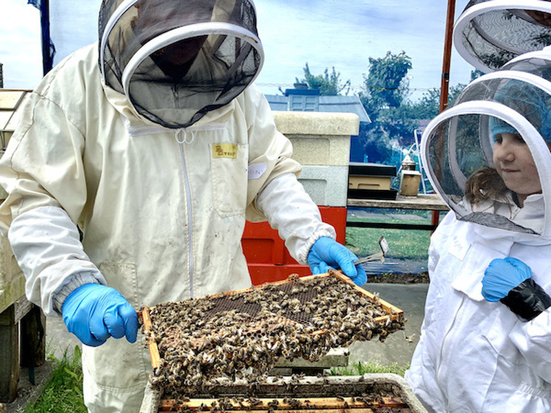 Beeshack Bootle Allotments Beekeepers Beekeeping Experience Liverpool Honey Bees Bee Man Child