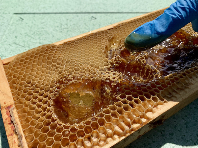 Beeshack Bootle Allotments Beekeepers Beekeeping Experience Liverpool Honey Bees Bee Honeycomb Glove