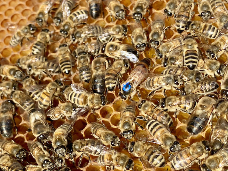 Beeshack Bootle Allotments Beekeepers Beekeeping Experience Liverpool Honey Bees Queen Bee Blue Dot