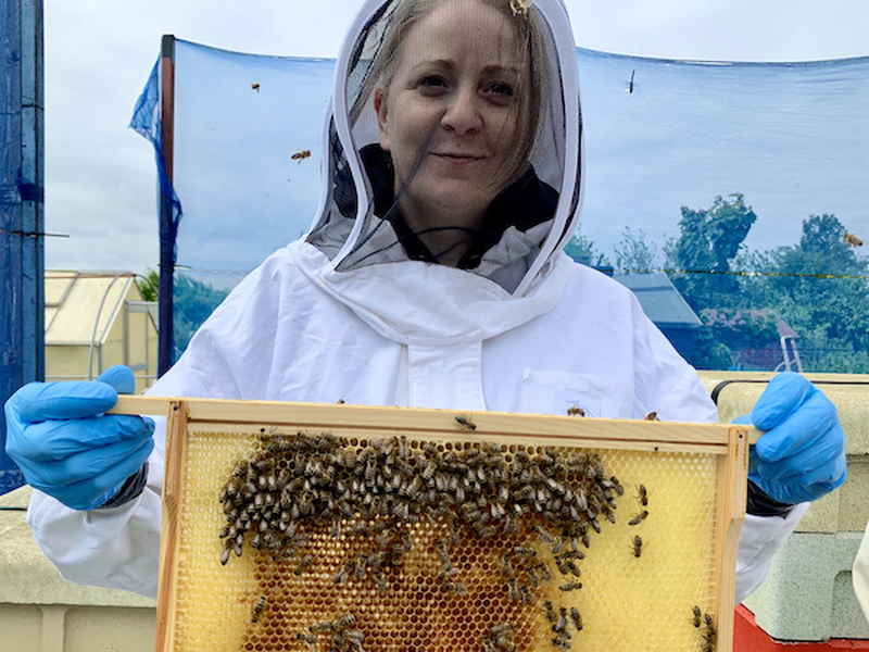 Beeshack Bootle Allotments Beekeepers Beekeeping Experience Liverpool Honey Bees Bee Tray Guest