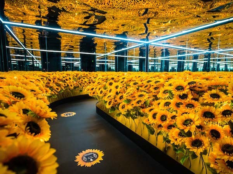 A Path Through Sunflowers At Van Gogh Alive Immersive Exhibition Richard Blake