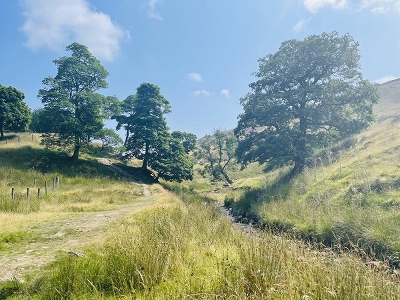 Dearden Wood And The Arthopod Edenfield 8