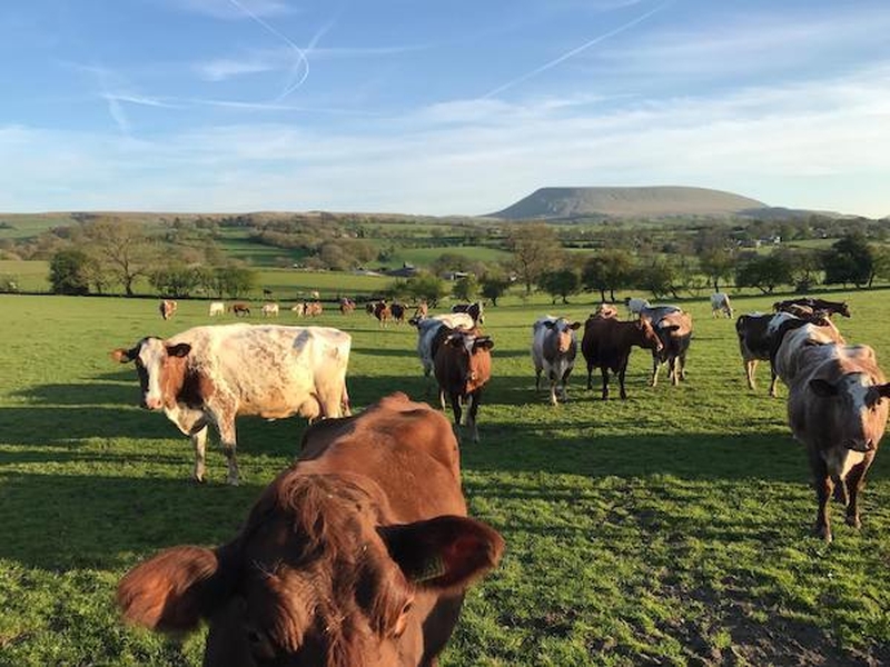 A Herd Of Cows In The Lancashire Countryside Close To Pendle