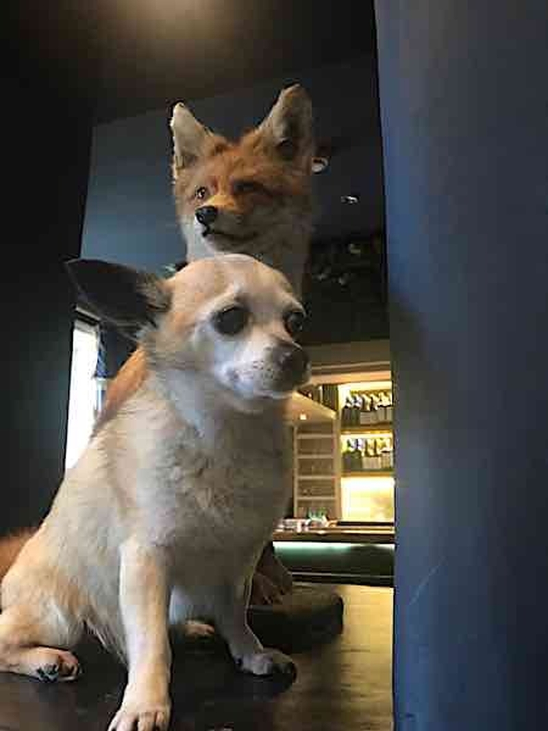 Captain Smidge The Chiuahua Poses With A Stuffed Fox In The Coach And Horses Pub Bolton By Bowland