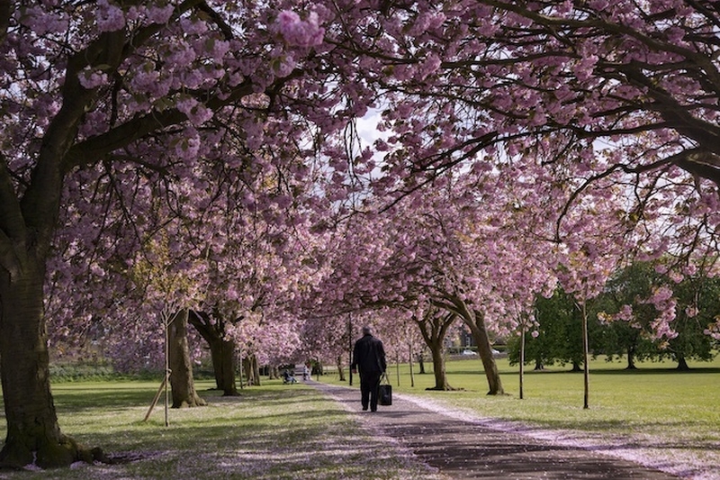 Pink Ornamental Cherry Trees At The Stray Harrogate