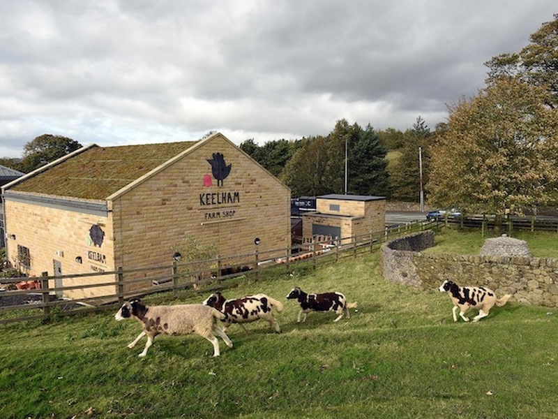Sheep Frolicking In A Field Outside Keelham Farm Shop