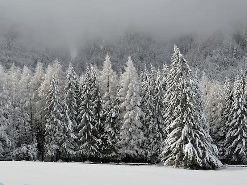 A Forest Of Christmas Trees Covered In Snow