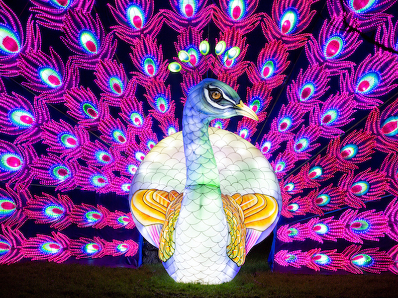 A Peacock Made Of Lights At Lightopia Heaton Park Manchester