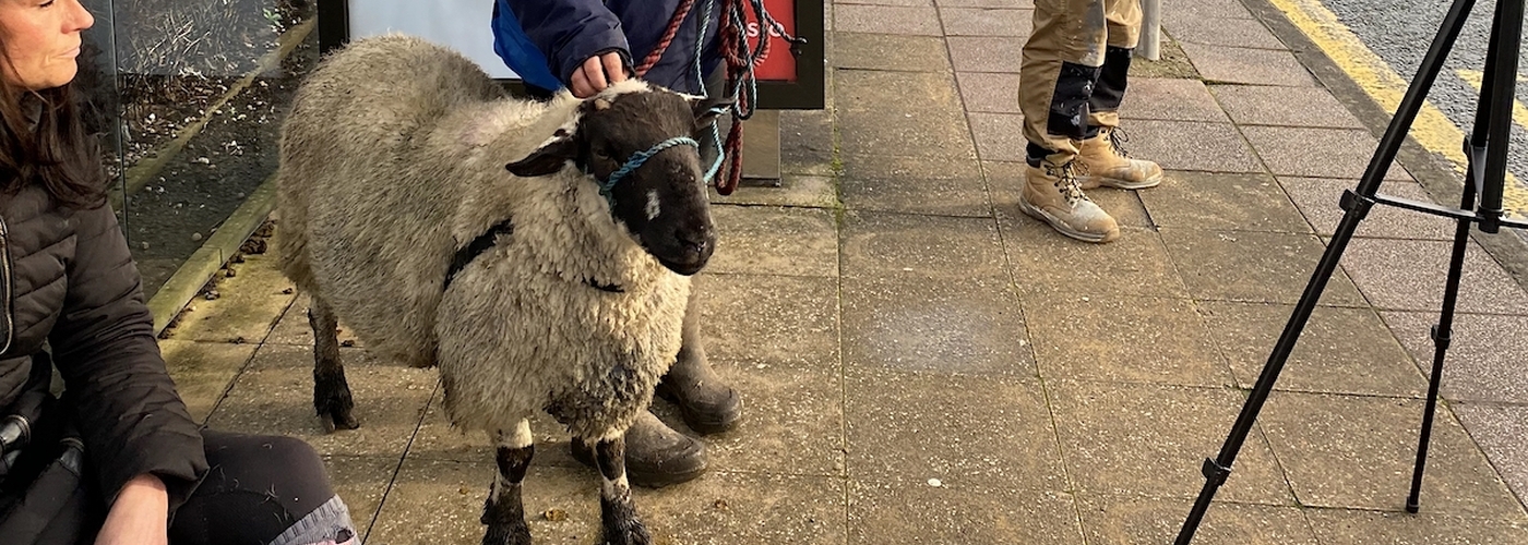 A Woman With A Sheep Waits For A Bus In Bolton As Part Of A Protest Against The Clean Air Zone Charges In Manchester Which Have Now Been Put On Pause