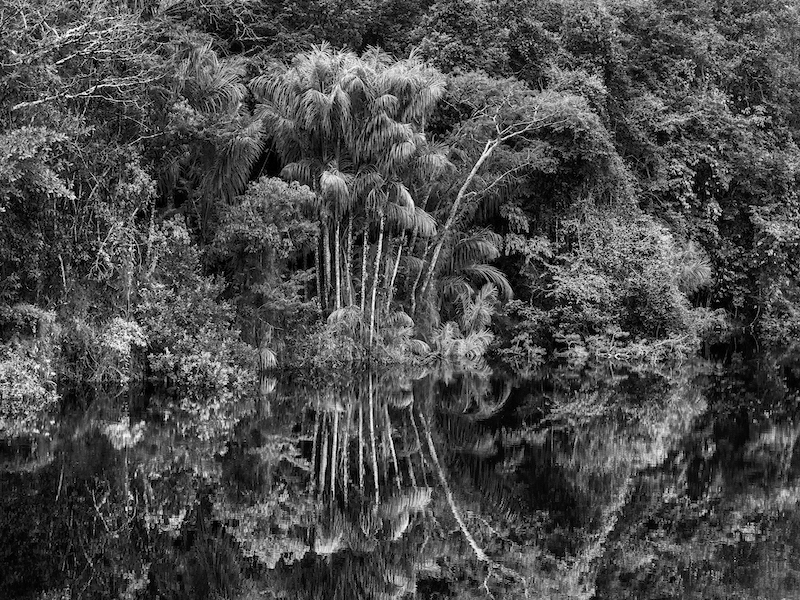 Rio Jaú État D’ Amazonas Brésil 2019 © Sebastião Salgado