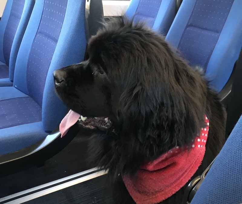 Dog On The Train To Windermere In The Lake District