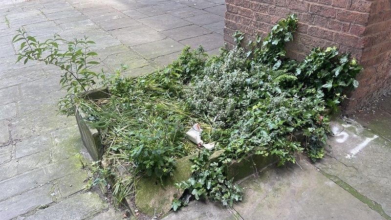 Castlefield Overgrown And Busted