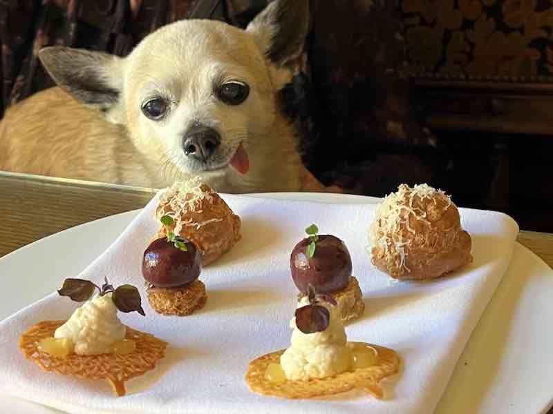 Palé Hall Canapes With Chihuahua
