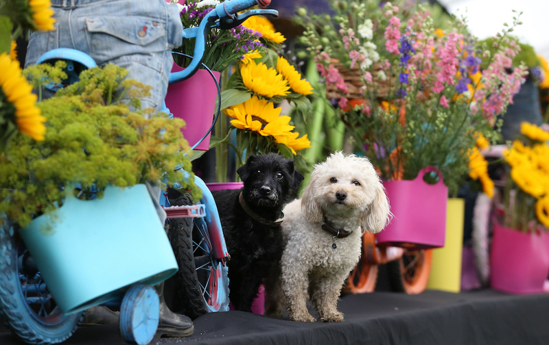 Southport Flower Show 2022 Dog Friendly