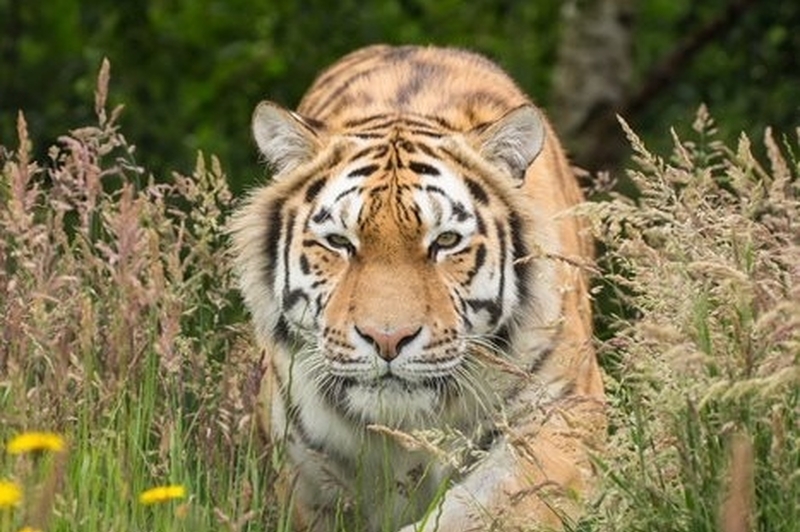 Knowsley Safari Amur Tiger 467 × 311