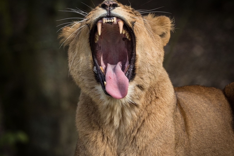 Knowsley Safari Lion 1000 × 667