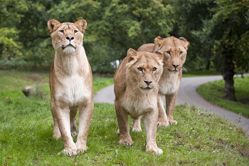 Knowsley Safari Lions 1000 × 667