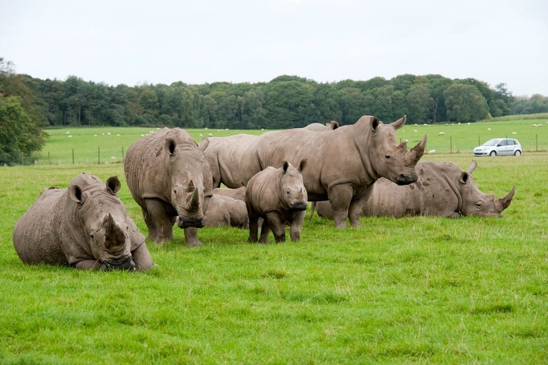 Knowsley Safari Rhinos 1197 × 798