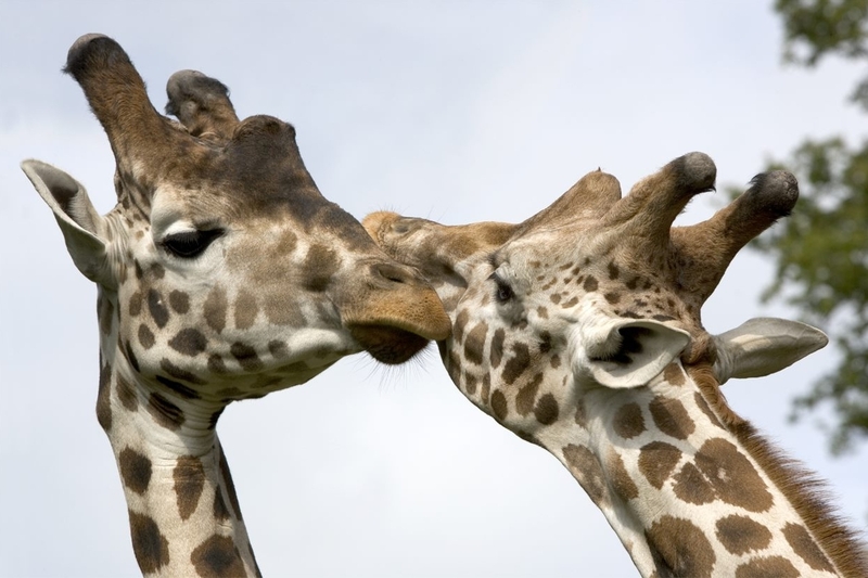 Knowsley Safari Giraffes 1233 × 822