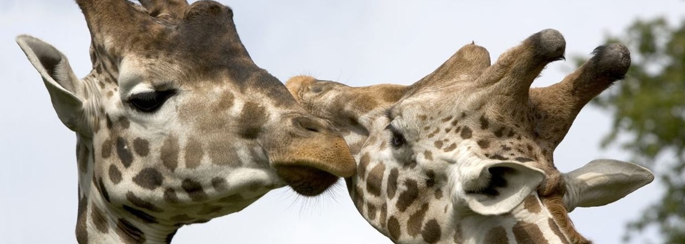 Knowsley Safari Giraffes 1044X373