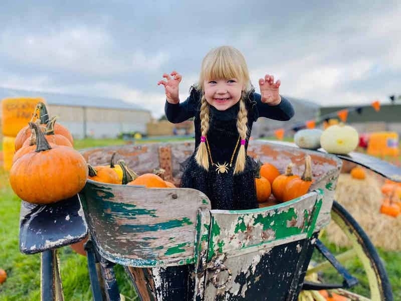 Cockfields Farm Pumpkin Patch Things To Do Halloween In Manchester October 2022