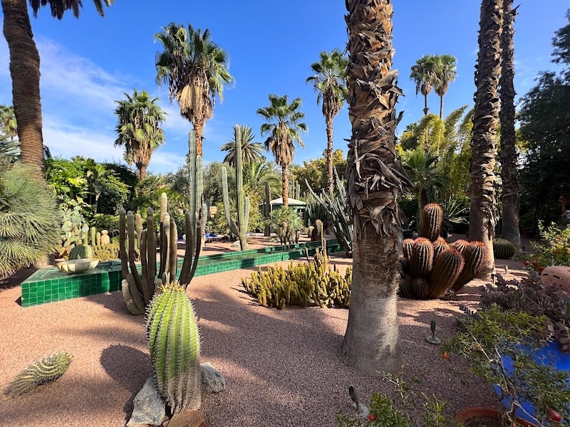 Cacti At Marjorelle Gardens Marrakech