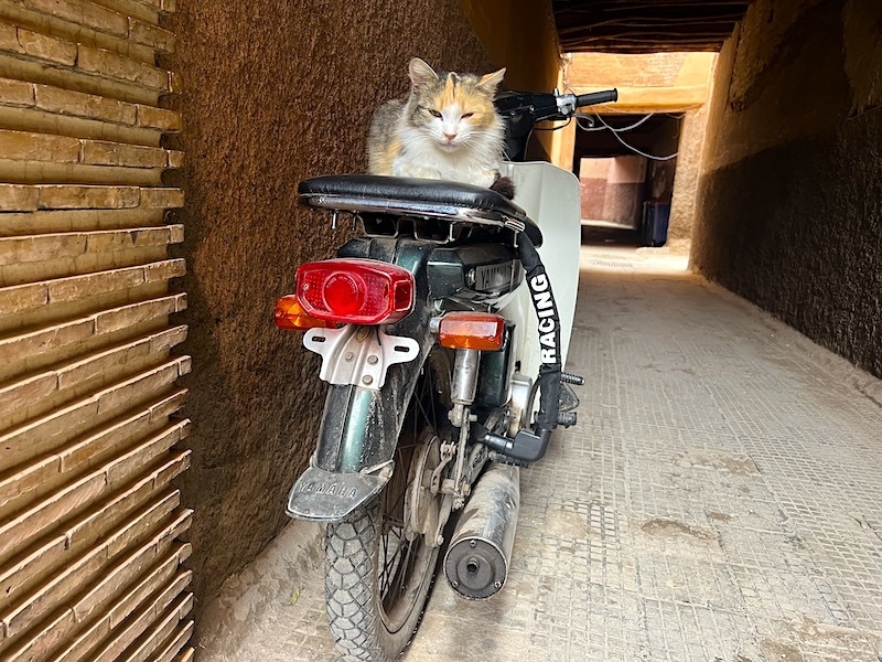 Cat On A Motorbike In Marrakech