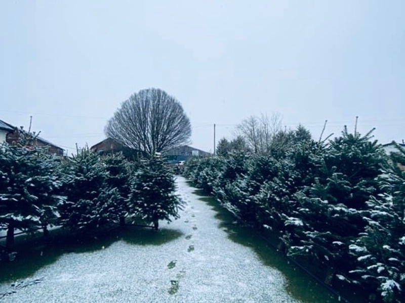 Christmas trees with a dusting of snow at Nixon Farm Shop, Heald Green