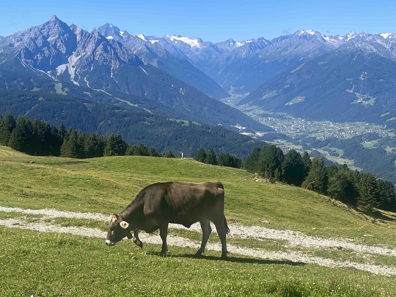 Innsbruck Cow At Patschenkofel