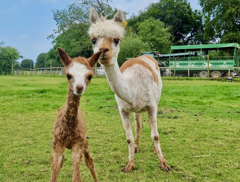 2024 07 15 Smithills Open Farm Animals