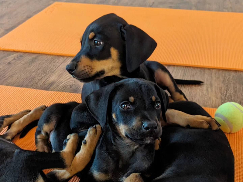 20240723 Puppyyoga