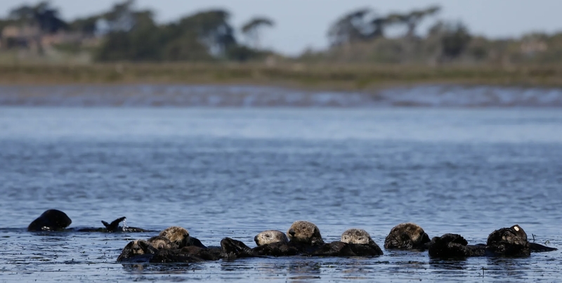 2024 08 20 California Raft Of Sea Otters