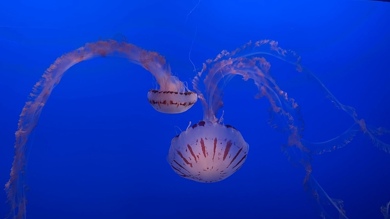 2024 08 21 Jellyfish Monterey