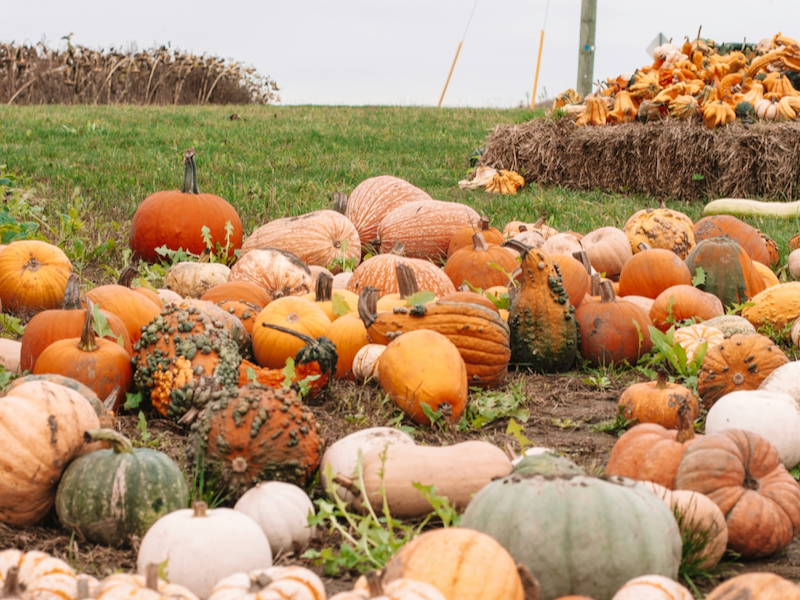 20240909Pumpkin Picking