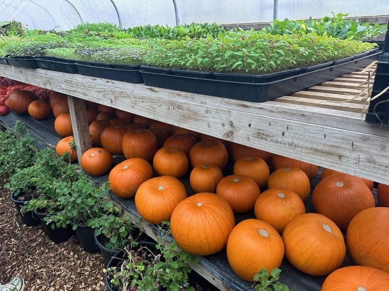 2024 10 13 Our Farm Pumpkin