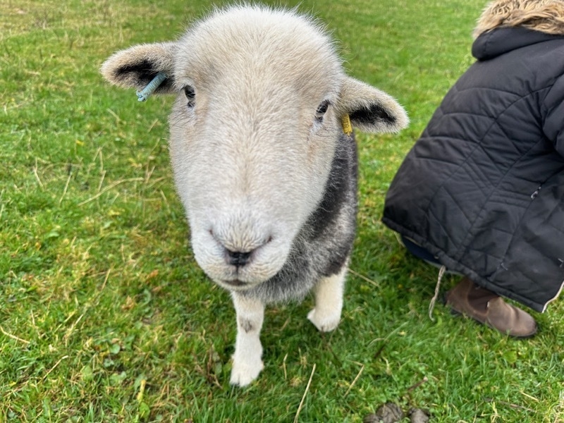 2024 11 10 Glamping Sheep