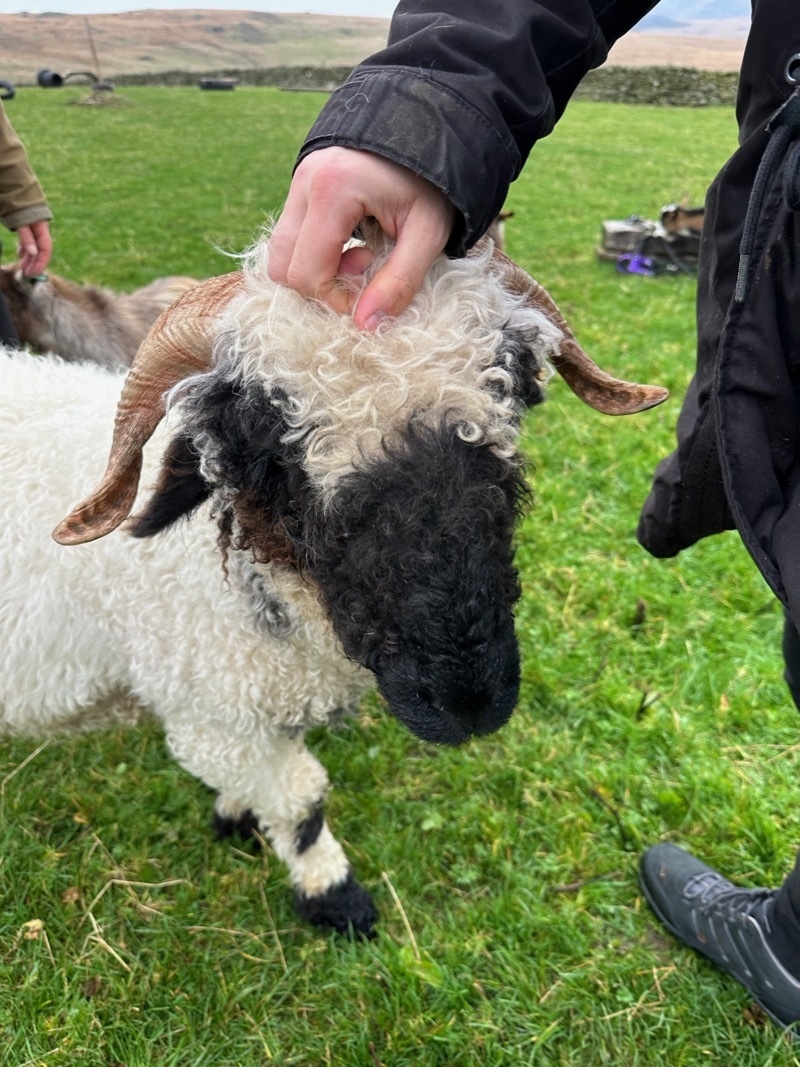 2024 11 10 Glamping Black Nose Sheep