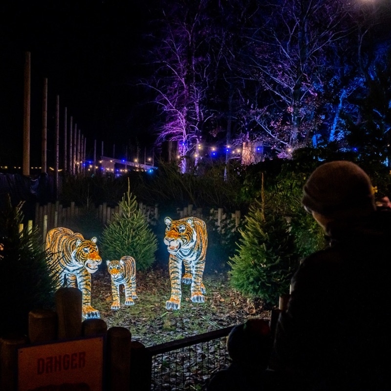 2024 12 03 Knowsley Safari Lights 3