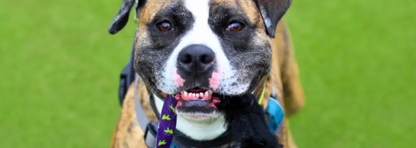 2025 08 28 Dogs Trust