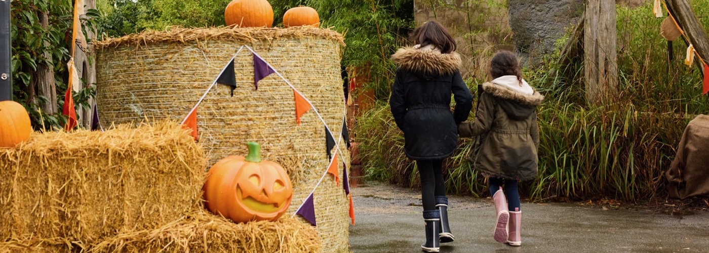 2025 10 09 A Giant Pumpkin Trail And Mystical Beasts Will Take Over Chester Zoo This Halloween 2