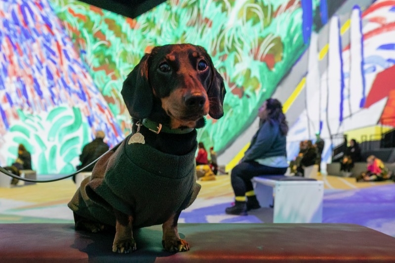 2025 12 11 Dog Friendly Showing Of David Hockney At Factory International Credit Lee Baxter 21