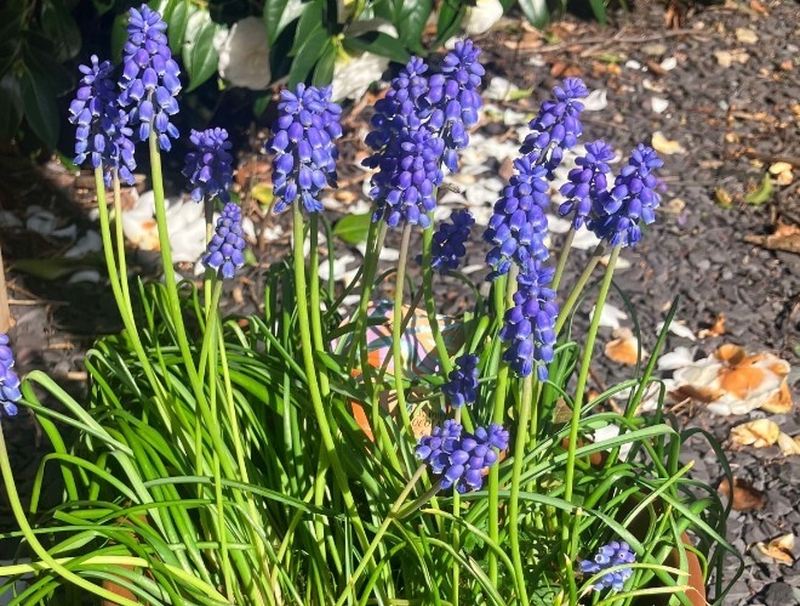 2026 03 26 Easter Flowers