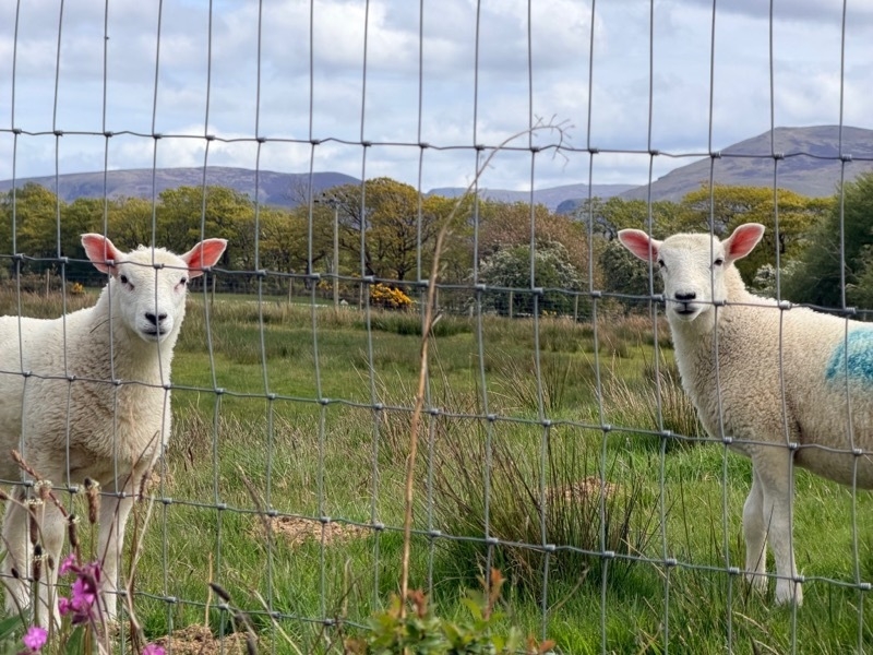 2026 05 22 Keswick Reach Sheep