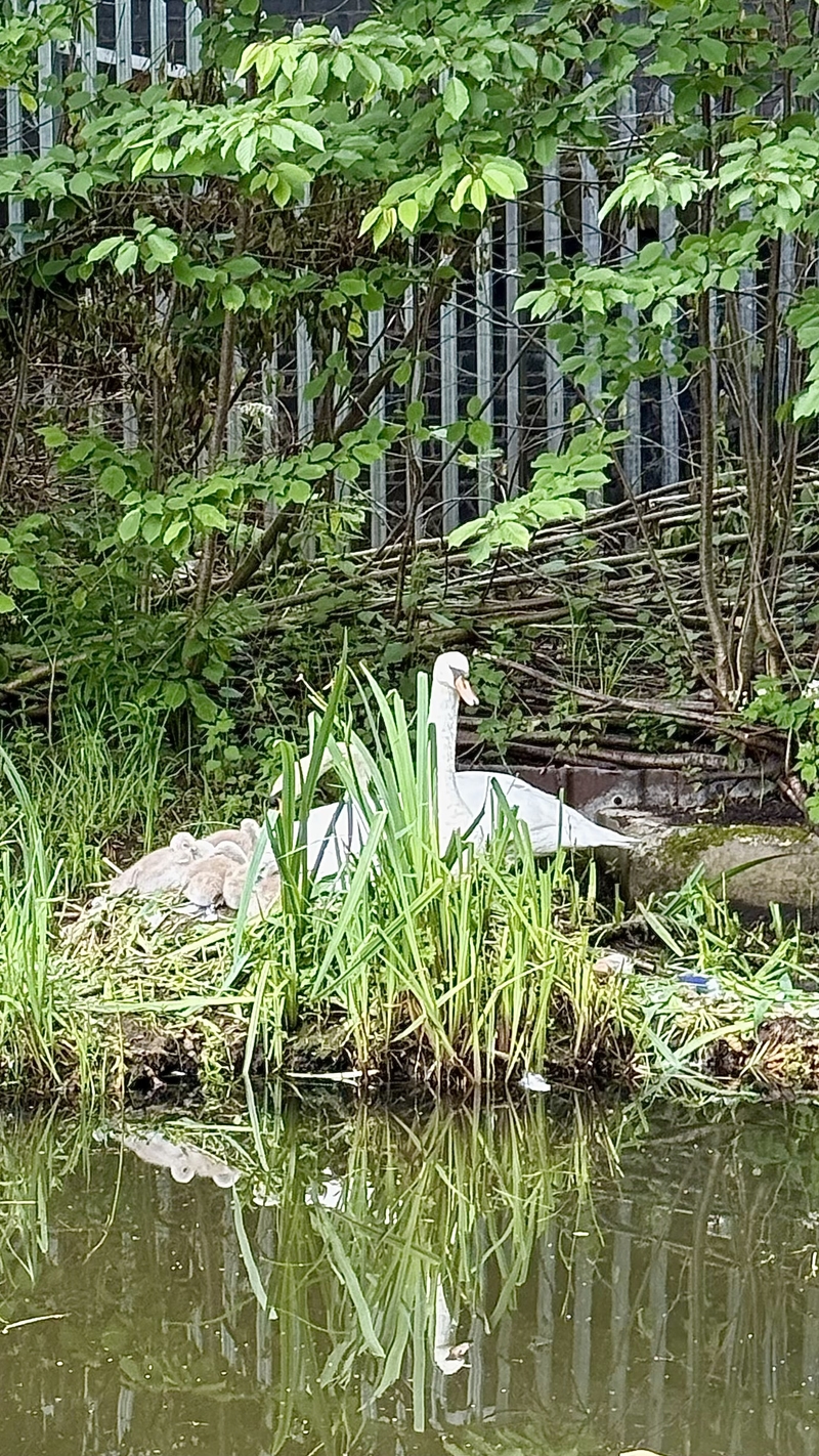 2026 06 15 Swans On The Ashton Canal